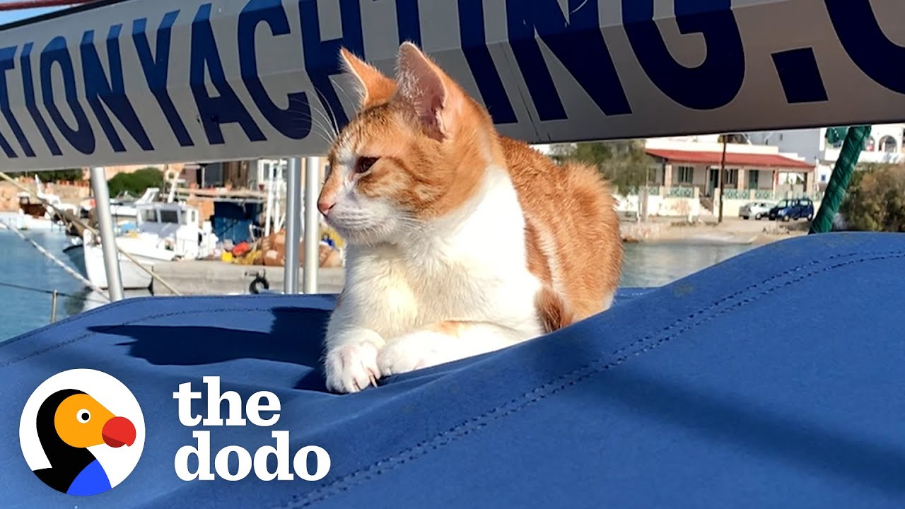 Feline Wanderer Finds Home on Couple’s Boat, Becomes a Permanent Companion