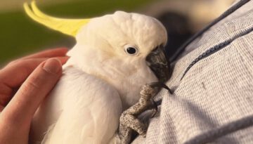 From Neglect to Love: A Heartwarming Transformation of a Cockatoo