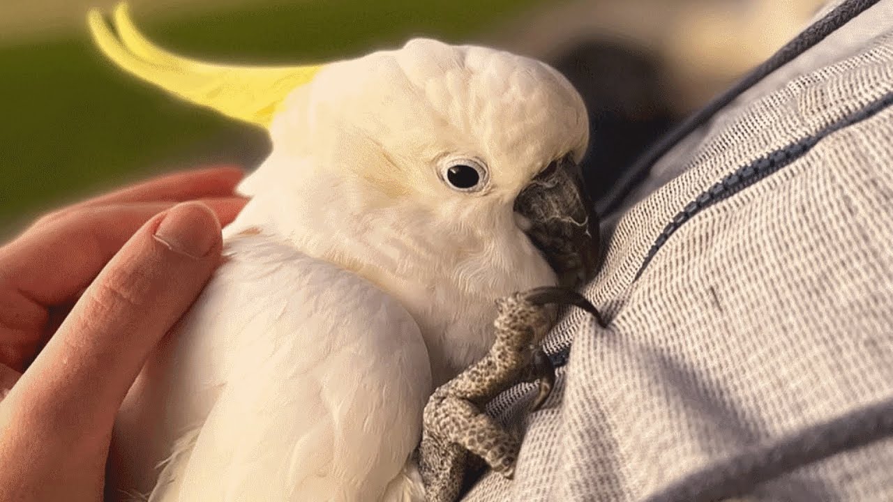 From Neglect to Love: A Heartwarming Transformation of a Cockatoo