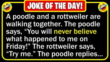 Funny Joke: Poodle Trouble