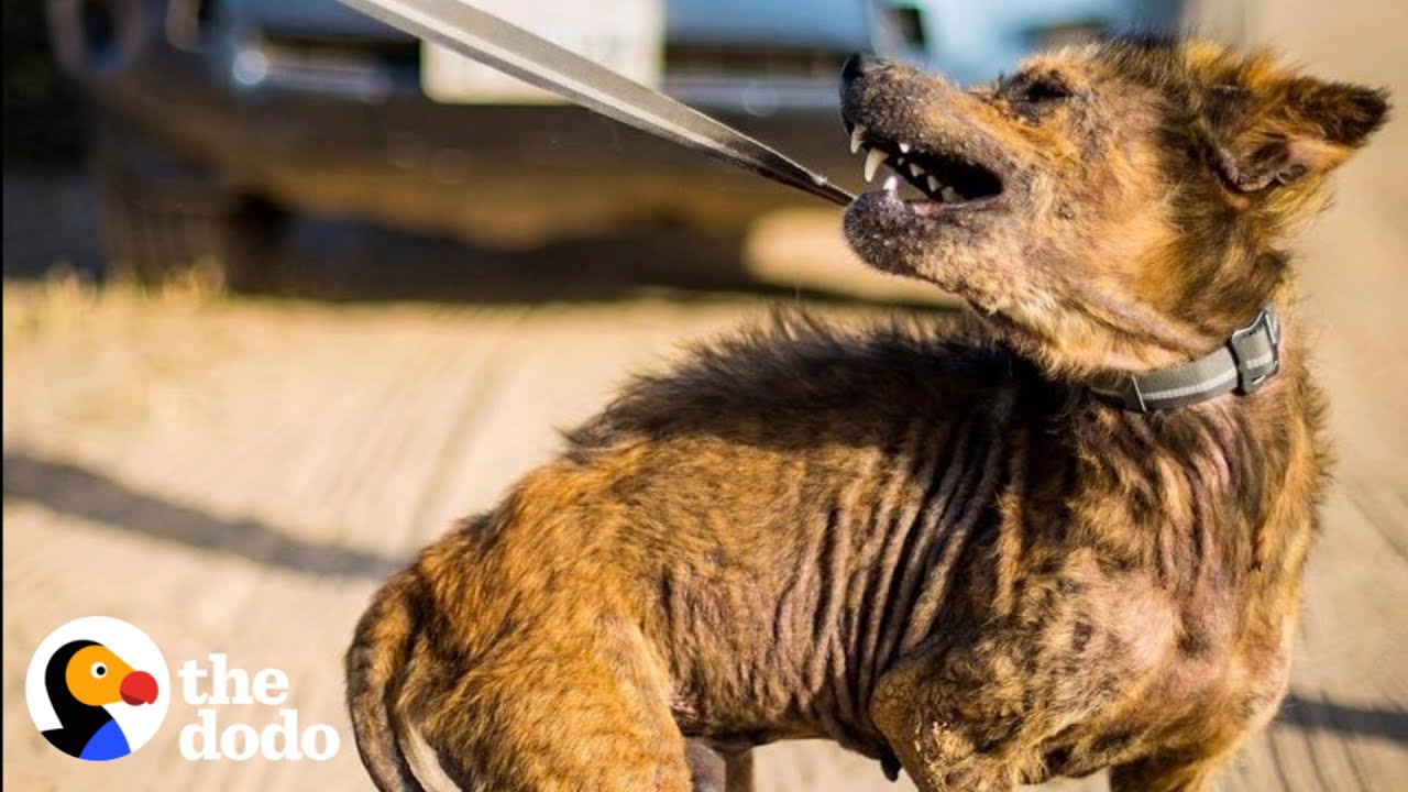 Guy Rescues Coyote-Looking Dog And Can’t Believe What He Looks Like Two Years Later