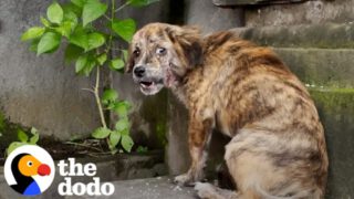 Joyful Jumping: Rescued Stray Puppy Unable to Contain Happiness