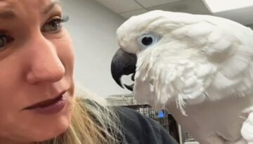 See How the Vet Responded to a Sick Cockatoo Who Lost His Human