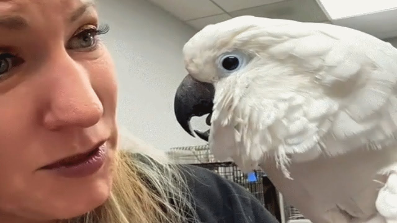 See How the Vet Responded to a Sick Cockatoo Who Lost His Human