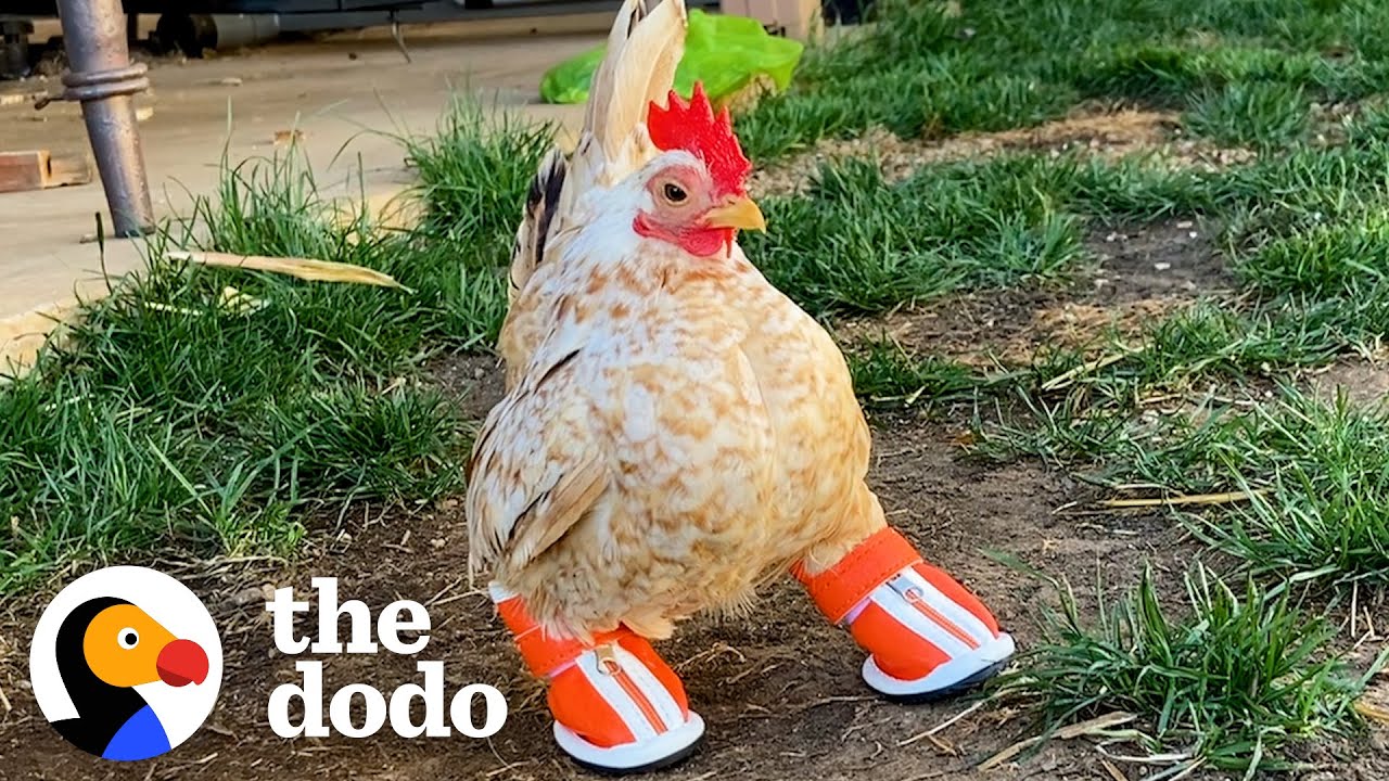 Tiny Chicken Masters Walking Skills with the Help of Adorable Boots!