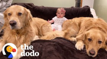 Unbelievable Bond: Dog Brothers Adopt Newborn Baby Sister in Heartwarming Story!