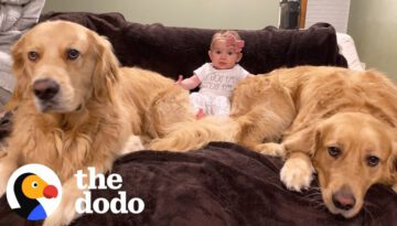 Unbelievable Bond: Dog Brothers Adopt Newborn Baby Sister in Heartwarming Story!