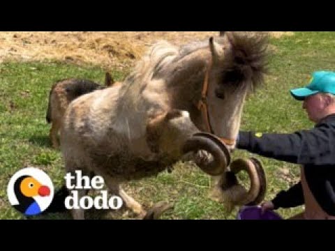 Unbelievable Transformation: Watch as Delighted Pony’s Overgrown Hooves Are Finally Trimmed!