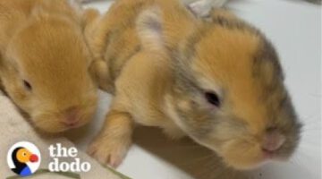 Woman Rescues A Bunny And Later Gets The Greatest Surprise