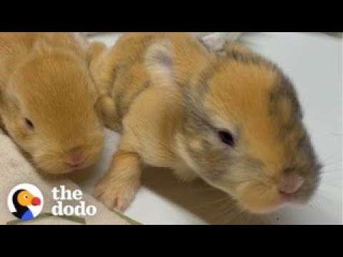 Woman Rescues A Bunny And Later Gets The Greatest Surprise