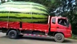 15 LARGEST Fruit and Vegetables