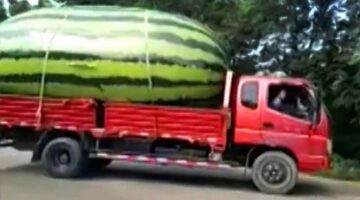15 LARGEST Fruit and Vegetables