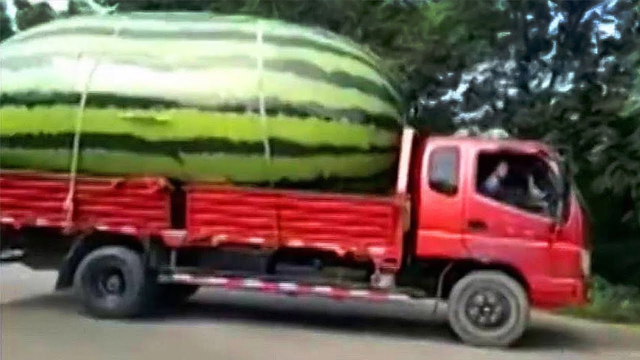 15 LARGEST Fruit and Vegetables