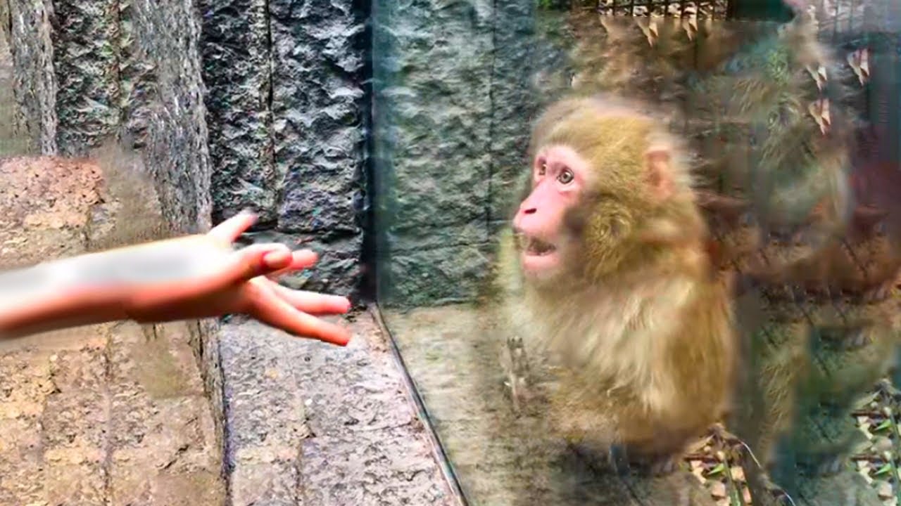 Animals Reacting to Magic For The First Time!