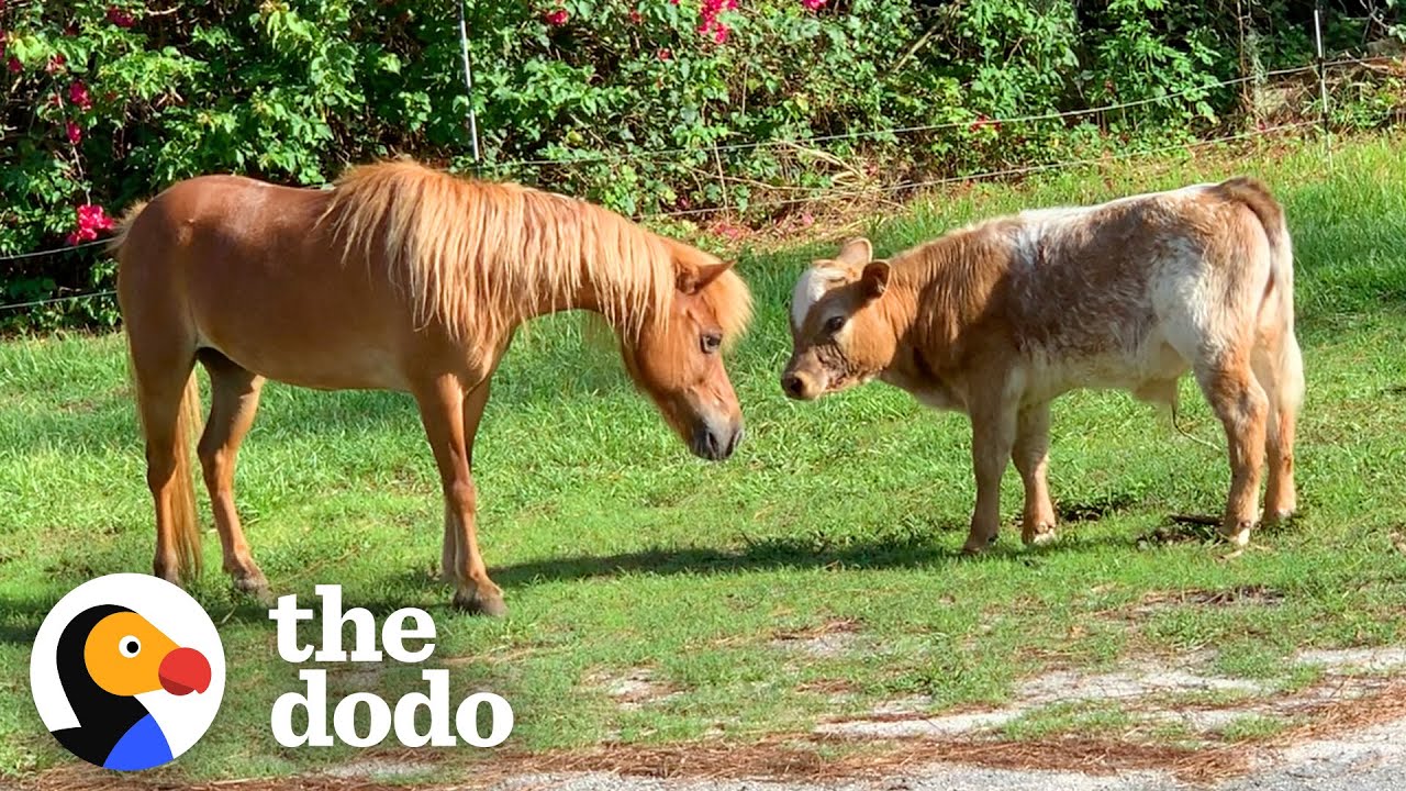 Baby Cow Struggles To Find Friends Until…