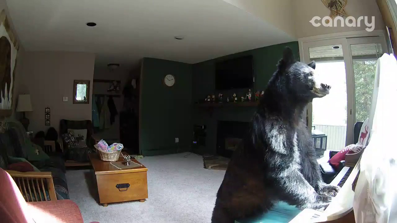 Bear Breaks Into Colorado Home to Play Piano