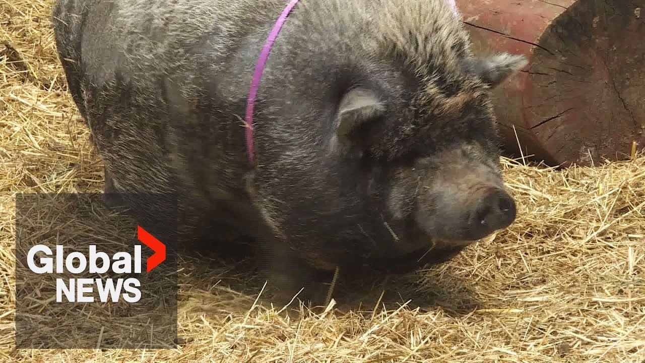 Brave Pig Defends Farm Against Bear – Hilarious Showdown Caught on Camera!