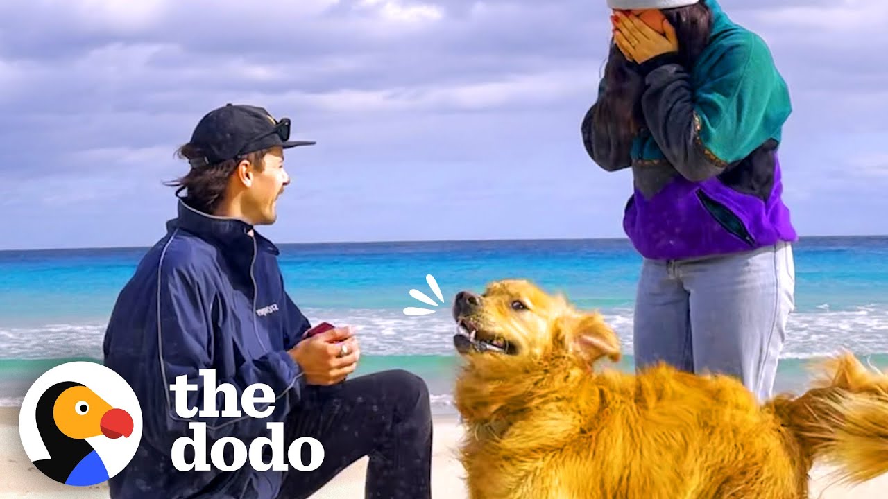 Dog Goes Bananas When Dad Proposes To Mom