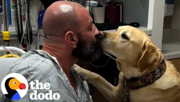 Dog Refuses To Leave His Dad’s Hospital Bed