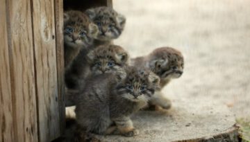 Funny Pallas’s Cat Kitten Explores the World