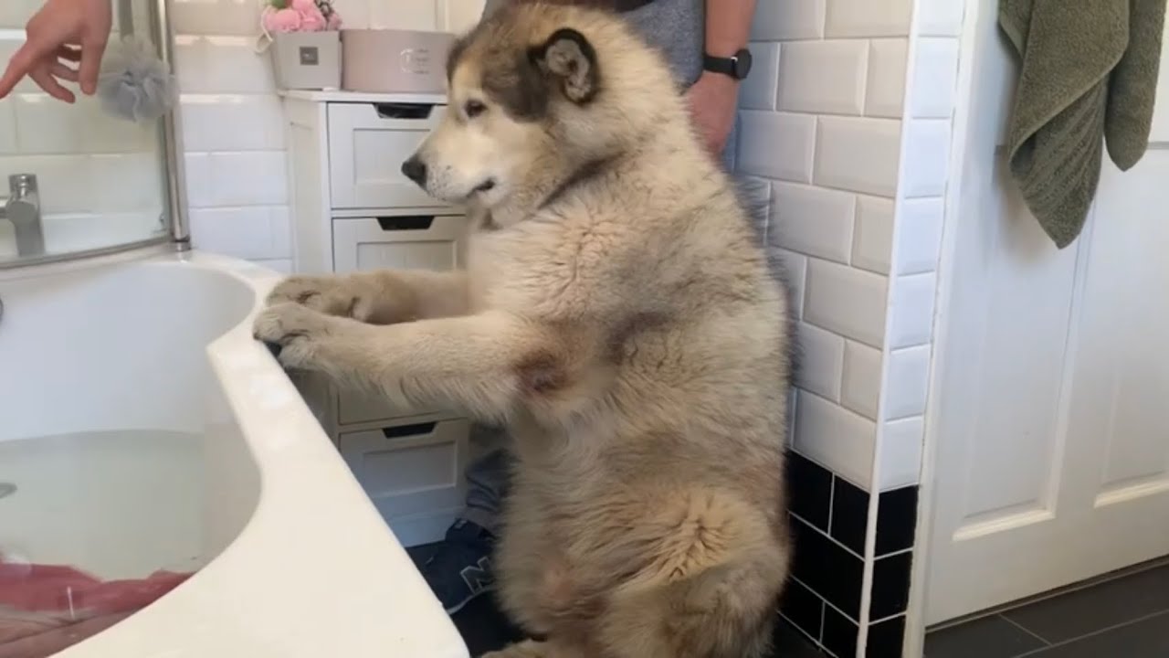 Giant Sulking Dog Hates Bath Time and Does Everything to Avoid It