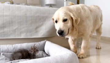 Golden Retriever Reaction to a Tiny Kitten Occupying Her Bed