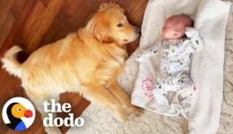 Golden Runs To His Baby Sister’s Crib Every Morning