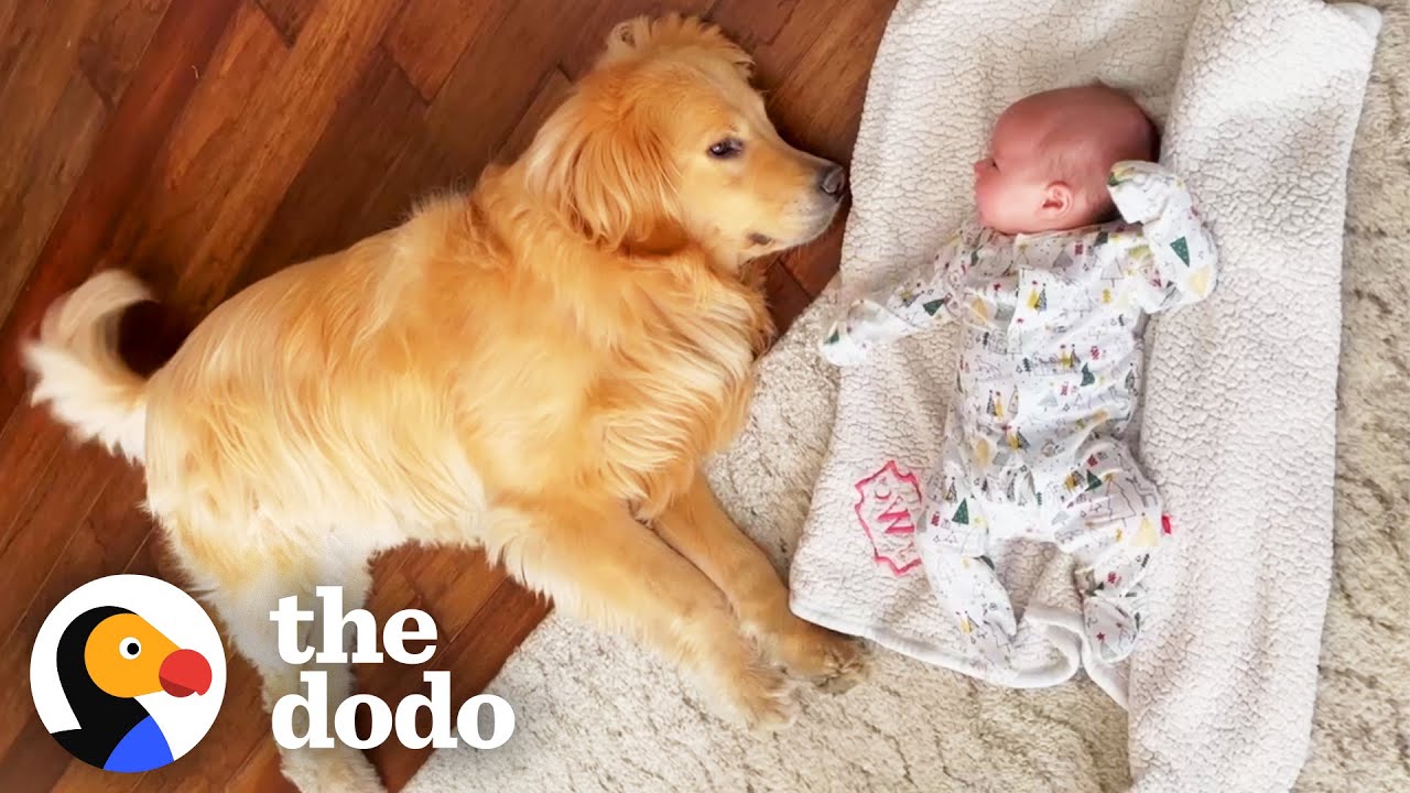 Golden Runs To His Baby Sister’s Crib Every Morning