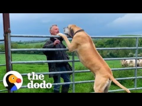 Grandpa Brings His 200-Pound Dog Everywhere