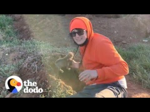 Man Finds 9 Puppies In A Hole And Comes Up With The Best Idea To Lure Their Mama In