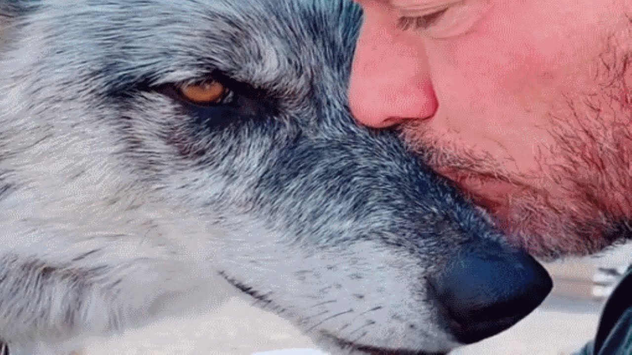 Man Rescues Wolf. Now They’re Obsessed With Each Other.