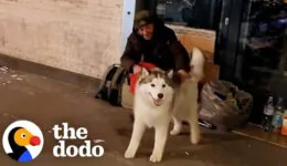 Sensitive Husky Tries To Help Every Person Living On The Street