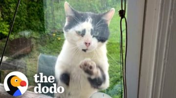 Stray Cat’s Daily Window Visit Leads to Heartwarming Adoption