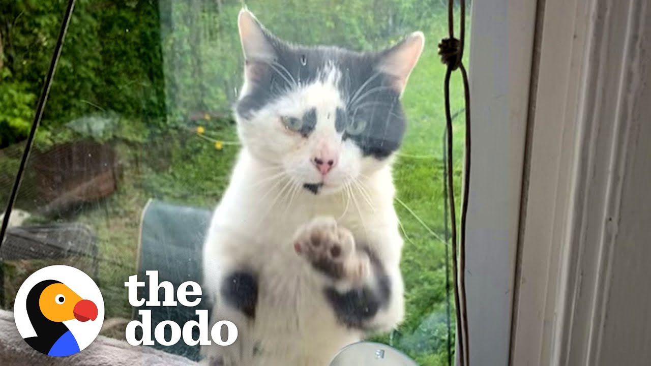 Stray Cat’s Daily Window Visit Leads to Heartwarming Adoption