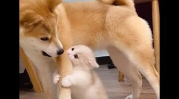 These Funny Cats and Dogs Will Make You Laugh Uncontrollably