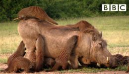 This Warthog Took a Trip to the Mongoose Spa