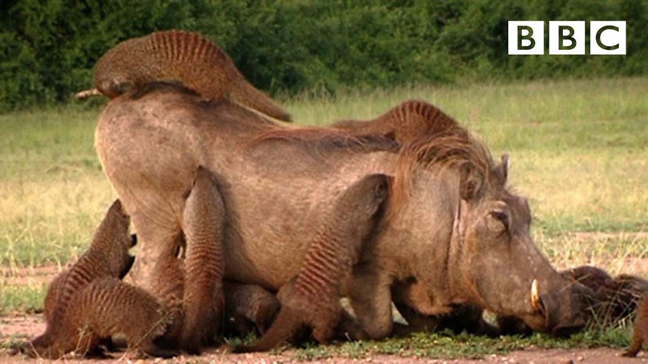 This Warthog Took a Trip to the Mongoose Spa