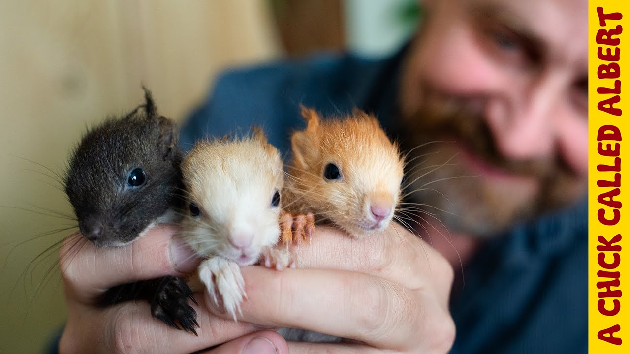 Three Little Squirrels Got Kicked Out of Their Nest