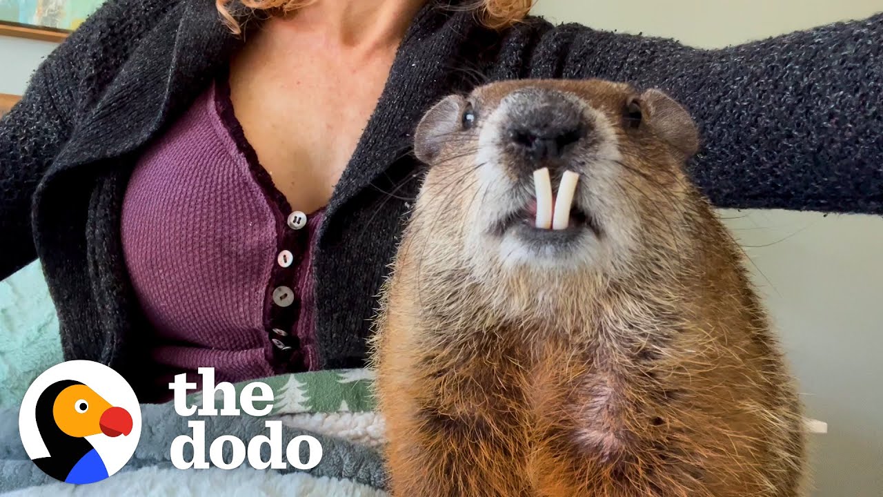 Wild Groundhog Thinks She’s A Toddler