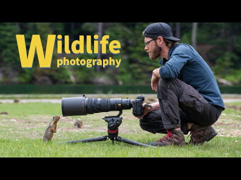 Wildlife Photography of Small Animals