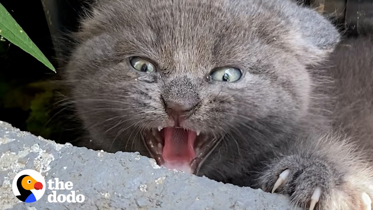 Woman Finds Spicy Kitten Under Trash Can