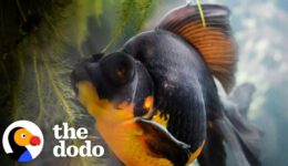 Woman Rescues 10-Year-Old Fish and Witnesses an Astonishing Metamorphosis!