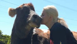 A Heartwarming Tale of a Couple’s Adoption of an ‘Useless’ Elderly Dairy Cow