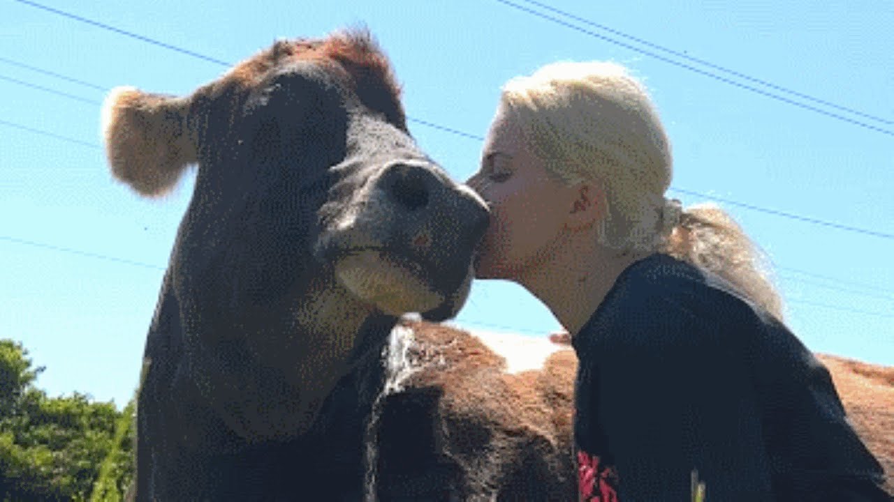 A Heartwarming Tale of a Couple’s Adoption of an ‘Useless’ Elderly Dairy Cow