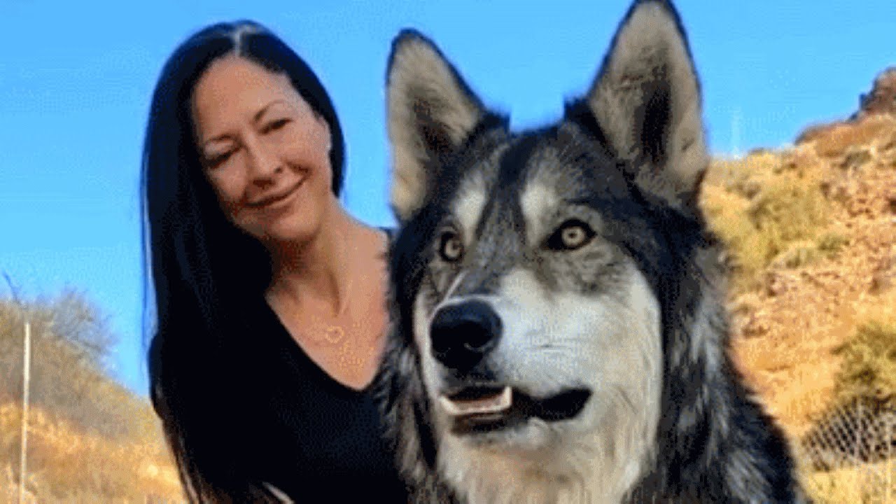 Amazing Couple Rescues Rare Wolfdog That Has an Unusual Purr!