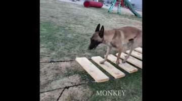 Mission Impossible: Monkey the Ninja Warrior Dog!