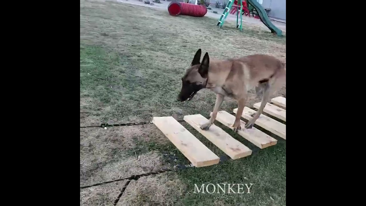 Mission Impossible: Monkey the Ninja Warrior Dog!