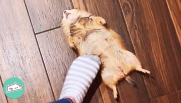 Prairie Dogs Scream For Cuddles And Hide In Girl’s Laundry