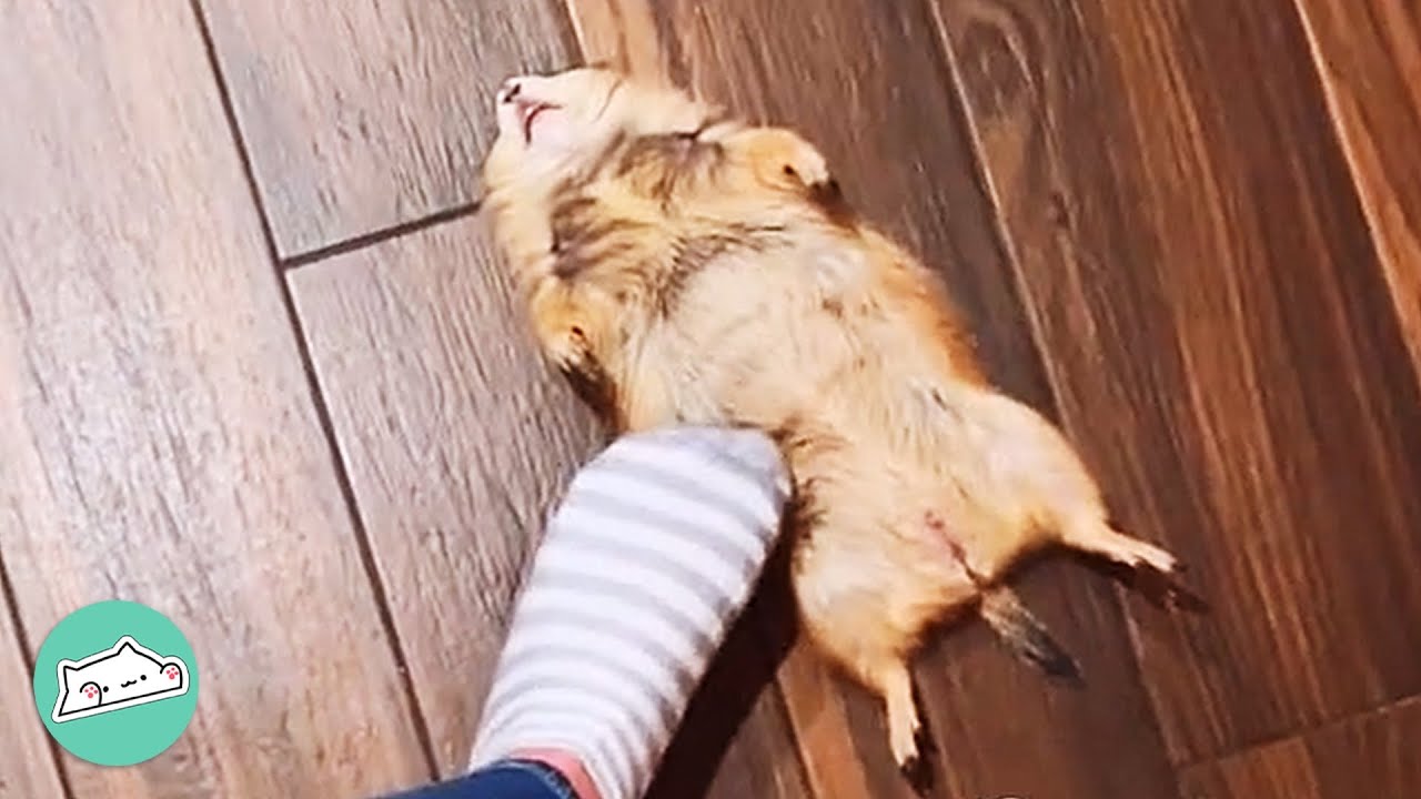 Prairie Dogs Scream For Cuddles And Hide In Girl’s Laundry