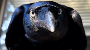 Raven Raised by Humans Acts Like a Dog